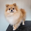 마이핫독 이미지