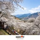 화개십리벚꽃길 이미지