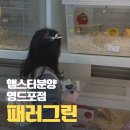 대소빌딩 | 영등포 햄스터 분양은 패러그린 영등포점 | 방문 후기 및 초보자 준비 가이드