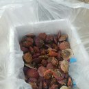 장터추어탕캠핑장 이미지