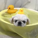 롯데동물병원 이미지