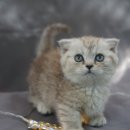 야옹아멍멍해봐(두정점) 이미지