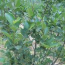 정선농장 이미지