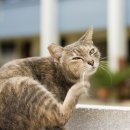 동광주 동물약국 이미지