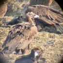 파주도시마을 협동조합 | 파주 독수리식당 후기 임진강 독수리 월동지 탐조체험 예약 준비물 꿀팁 정리