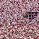 묵현초등학교 | [서울 장미축제 후기] 5월의 중랑장미공원, 지금 딱 예쁜 날