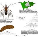 야토병 (Tularemia) — 극소량으로도 감염되는 고위험 인수공통 세균 감염병 — 이미지