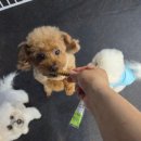 멍데이 | 진해애견유치원 &lt;멍데이유치원&gt; 호텔링 이용 후기예요 !