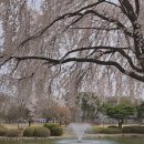 어은로 | 📍대전 유성구 | 카이스트 오리연못, 대전벚꽃스팟, 벚꽃명소, 목련, 수양벚꽃, 포토스팟 총정리!