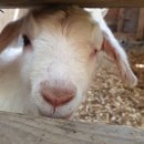 신안갈전마을 이미지