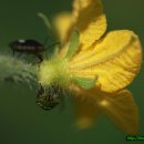 삼겹파티 이미지