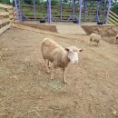 하이원 하늘아래 동물농장 이미지