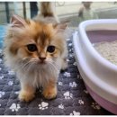 대구펫 강아지분양 고양이분양 이미지