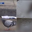 펜타닐 마약성 진통제 사용 사망..