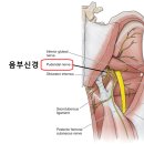 서혜환경 | [Y존통증] 질염아닙니다, 원인은 &#39;신경&#39;입니다.