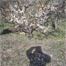 태백산모텔 | 태백산 눈꽃 축제 기간 숙소 예약은 어떻게 할까 11월 24일