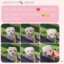 까비애견 이미지