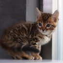 대구고양이분양 도레미캣 이미지