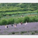 2020-05-14. 광양. 봉화산- 라벤더 축제-와인동굴 영상음악 이미지