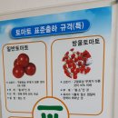 (주)토마토연구소 이미지