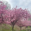 안녕해당화 | [공지] 김해 강동 서부해당화 숨은 스팟🌸 핑크빛 꽃 벚꽃보다 이쁜 인생샷 성지 (김해 메타숲 옆)