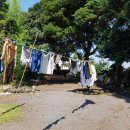 세화 동백그늘 이미지