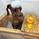 코코바리 이미지