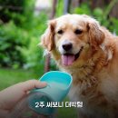 왕대박PC | 일반형 PB 강아지 물통 휴대용, 산책 시 2주 써보니 리얼후기