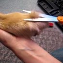 미용하는 강아지 이미지