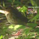 울새 Rufous-tailed Robin 220 이미지