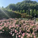 에버로즈 | 에버랜드 로즈축제 후기🌹 하트츄러스 먹고 인생샷 200장 찍고 온 날💐