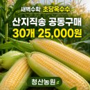 청산마트 | 새벽수확 옥수수 어디서 살까? 청산농원 산지 직거래 후기