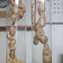 산삼애 이미지