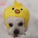 삐삐 펫살롱 이미지