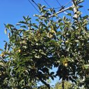 단감상회 이미지