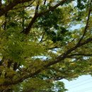 조수초등학교 이미지