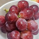 프리미엄 고당도 포도계의 귀족 &#39;잭살루트 포도&#39;(Jack Salute&#39;s)🍇 내돈내먹 후기