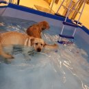 해피치 애견카페 이미지