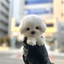 오독안심분양센터 강아지분양 고양이분양 하남점 | 강아지분양 단순한 만남이 아닌 평생을 함께하는 결정