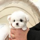 부산강아지분양 퍼피몰리 이미지