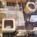 청주고양이입양지원센터 애니멀공화국 | 청주 고양이 입양센터 애니멀공화국 카페 방문했던 후기