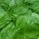 정선 농장 이미지