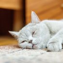 천호동물병원 이미지