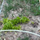 소나무백그릇추어탕 이미지