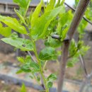 승연농장 이미지