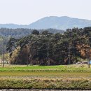 양양 포매리 백로와 왜가리 번식지 | [강원도 양양군] 더앤리조트