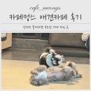 카페멍스 | 카페멍스 애견카페 후기 강아지 좋아하면 무조건 가야 하는 곳