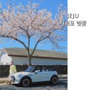 서호동 새마을금고 앞 | 제주 서귀포 벚꽃여행 서호동/ 호근동 벚꽃 명소 실시간 후기
