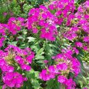 쌍두봉민박 이미지