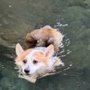 돈내코원앙펜션 | 강아지와 배타고 제주여행 11일차